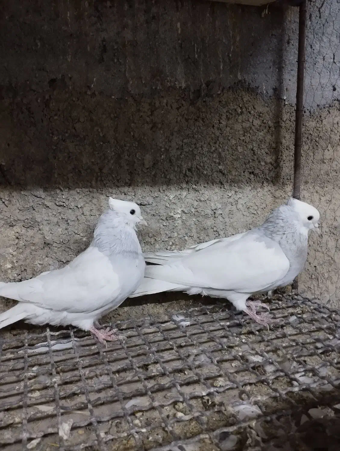 طوقی آبی بدون غلط|پرنده|اصفهان, نصرآباد|دیوار