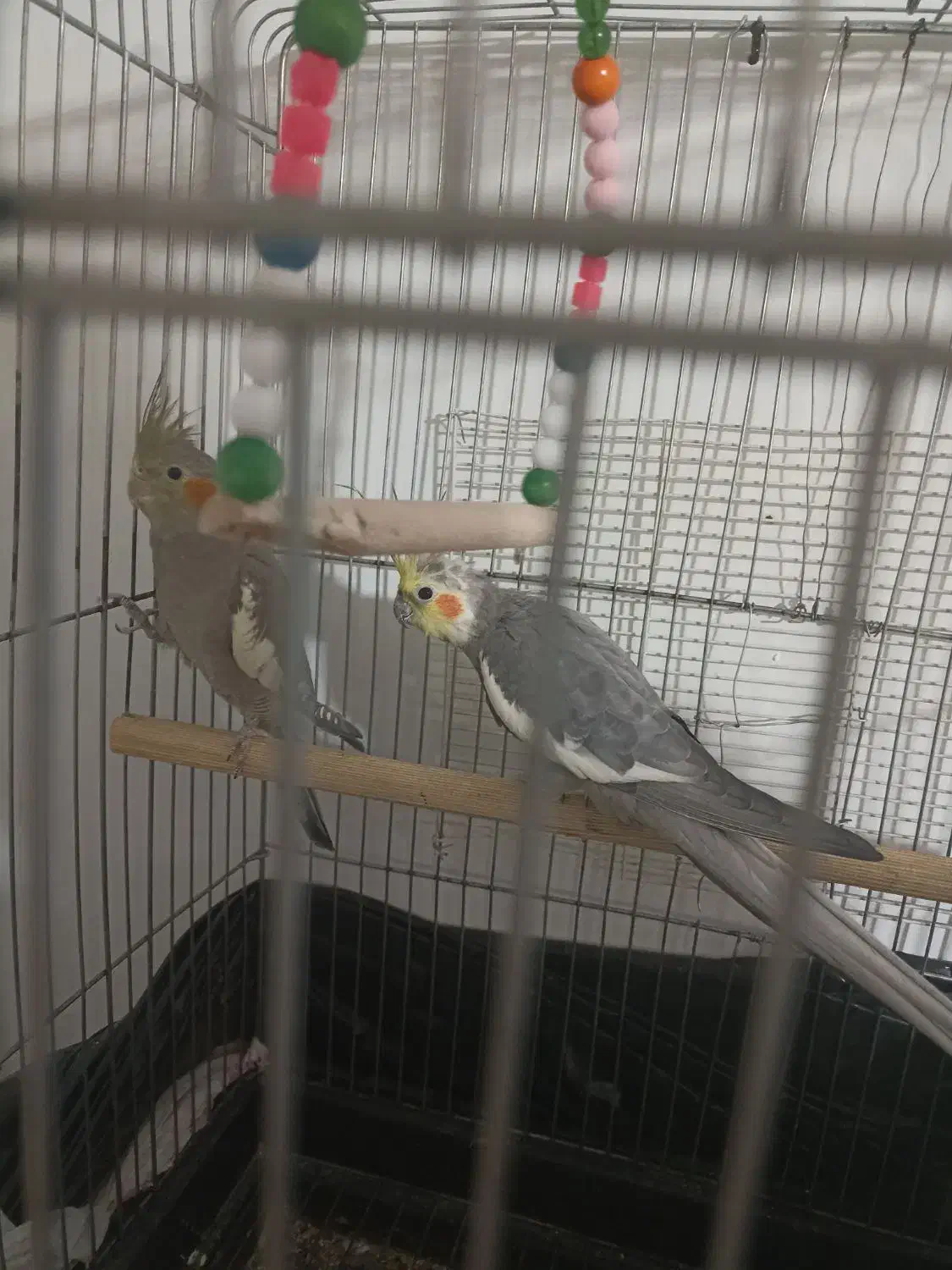 پرنده عروس هلندی|پرنده|بومهن, |دیوار