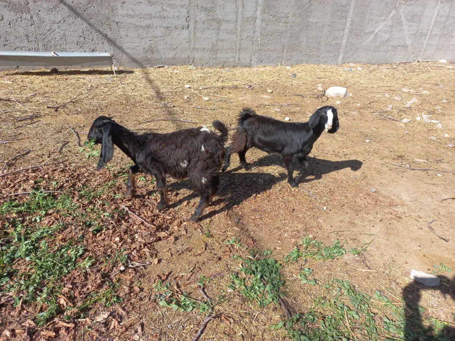 ۳راس بزغاله درمشگین شهر|حیوانات مزرعه|مشگین شهر, |دیوار