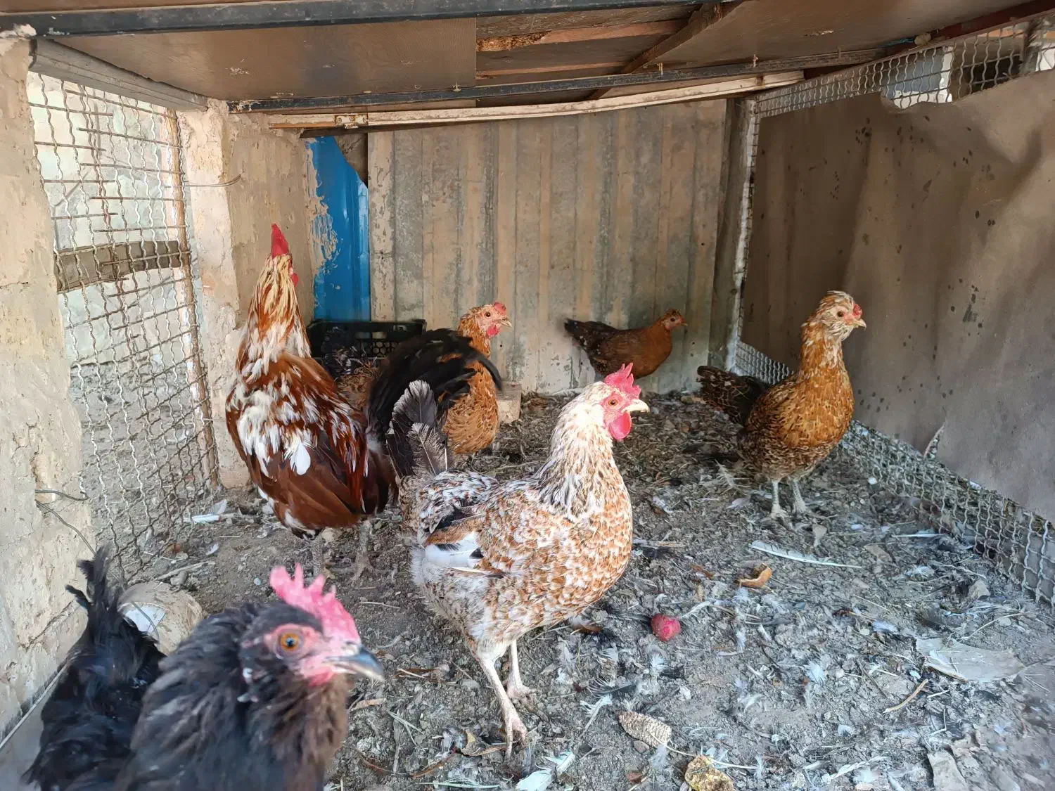 تخم نطفه دار گلین محلی اصیل|حیوانات مزرعه|کرج, شهرک رضوانیه|دیوار