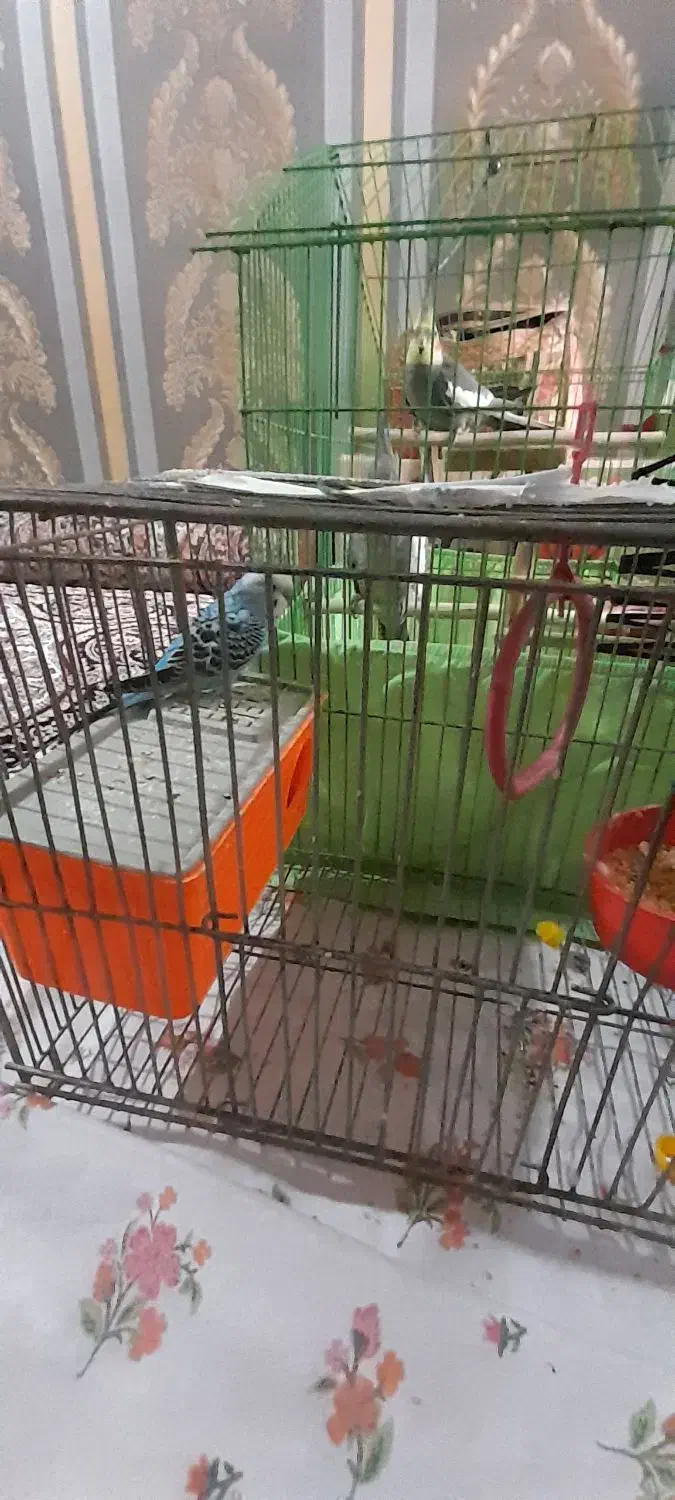 عروس هلندی و مرغ عشق|پرنده|دزفول, |دیوار