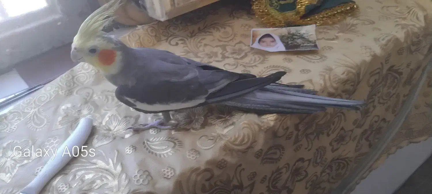 عروس سخن گو|پرنده|میناب, |دیوار