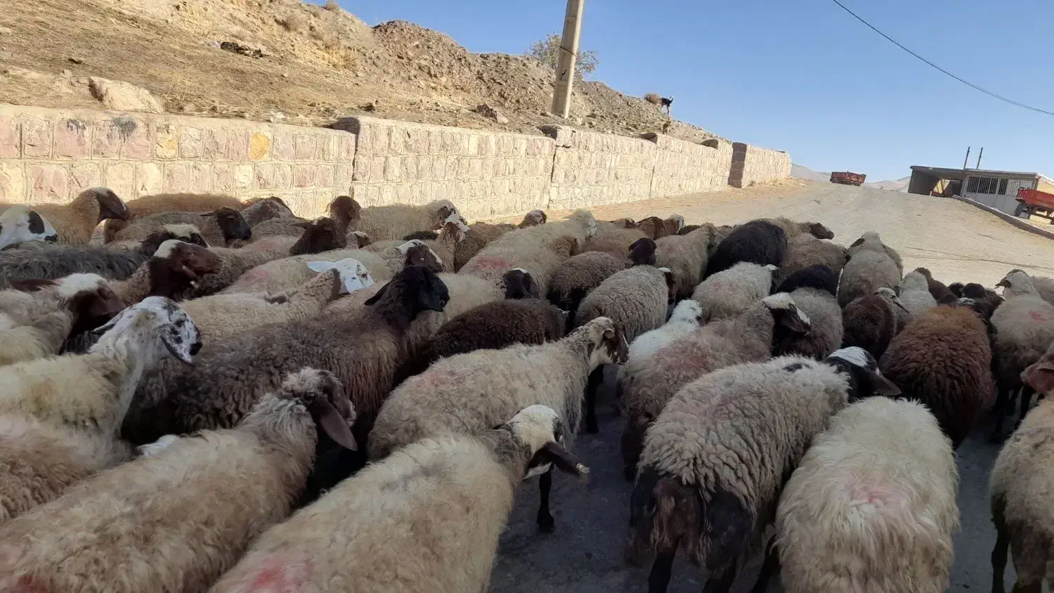 گوسفند وبره داشتی جوان|حیوانات مزرعه|کرمانشاه, |دیوار