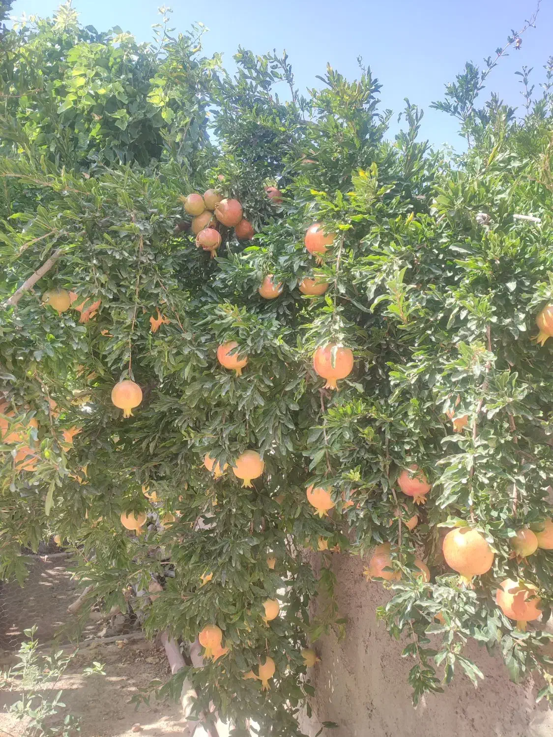 فروش زمین کشاورزی شش هکتار زمین بیضا|فروش زمین و ملک کلنگی|بیضا, |دیوار