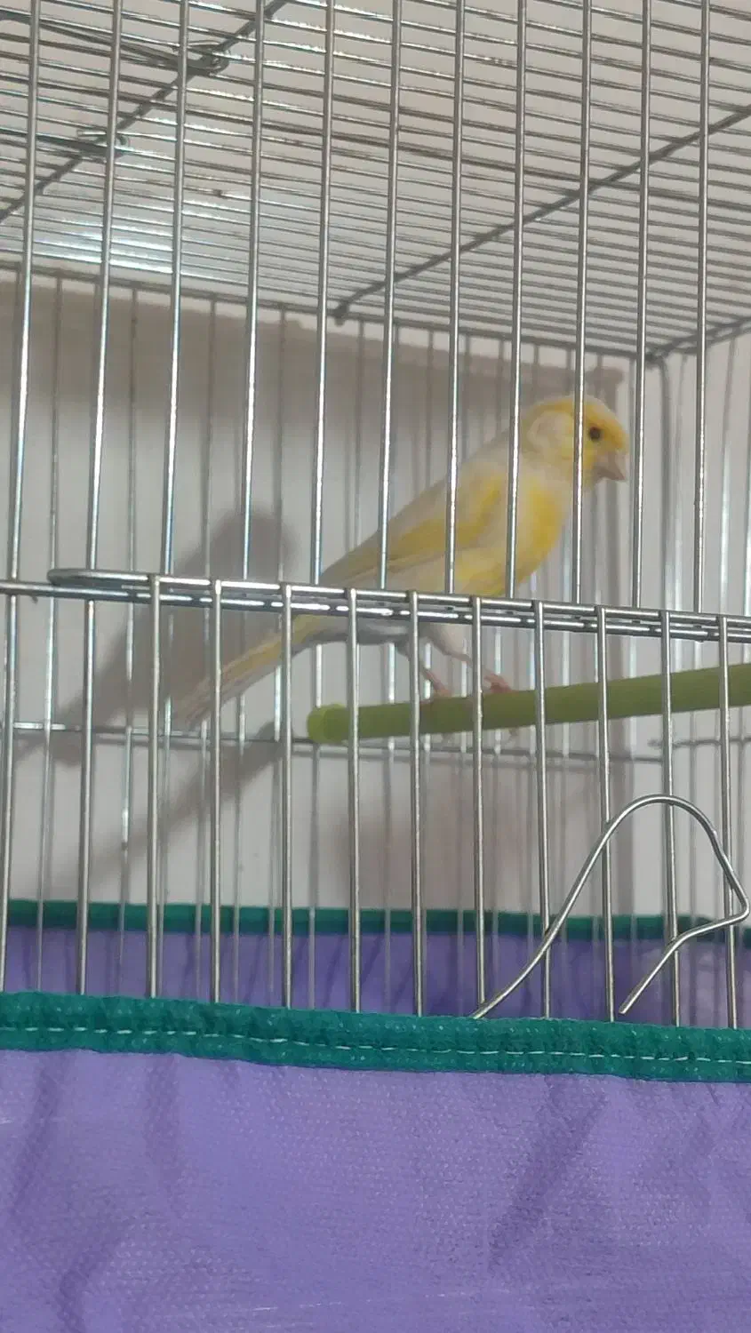 قناری|پرنده|کرمان, |دیوار