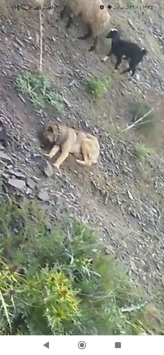 سگ گمشده|سگ|رضویه, |دیوار