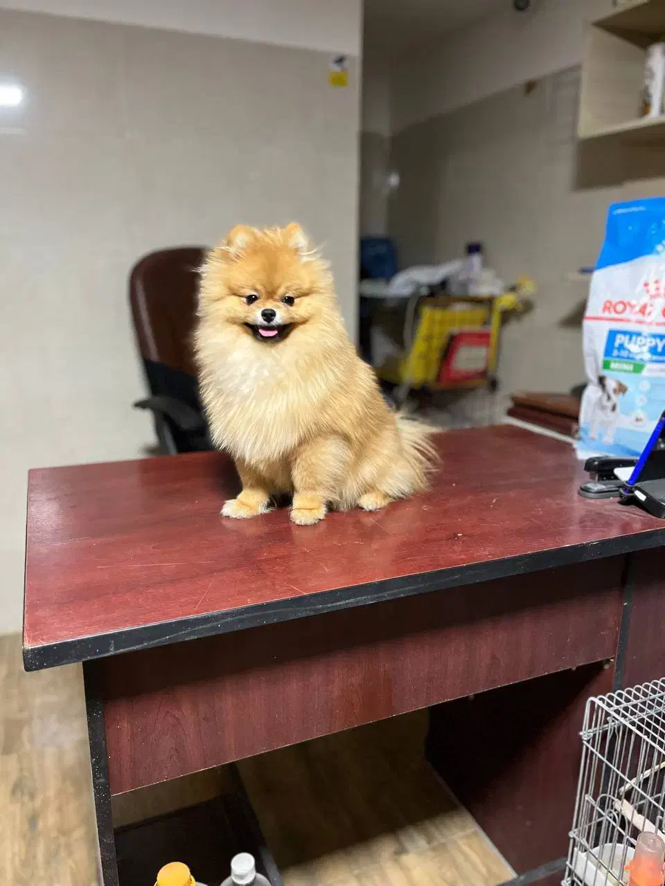 سگ. پامر خرسی روباهی پامرانین عروسکی|سگ|کرج, فاز ۴ مهرشهر|دیوار