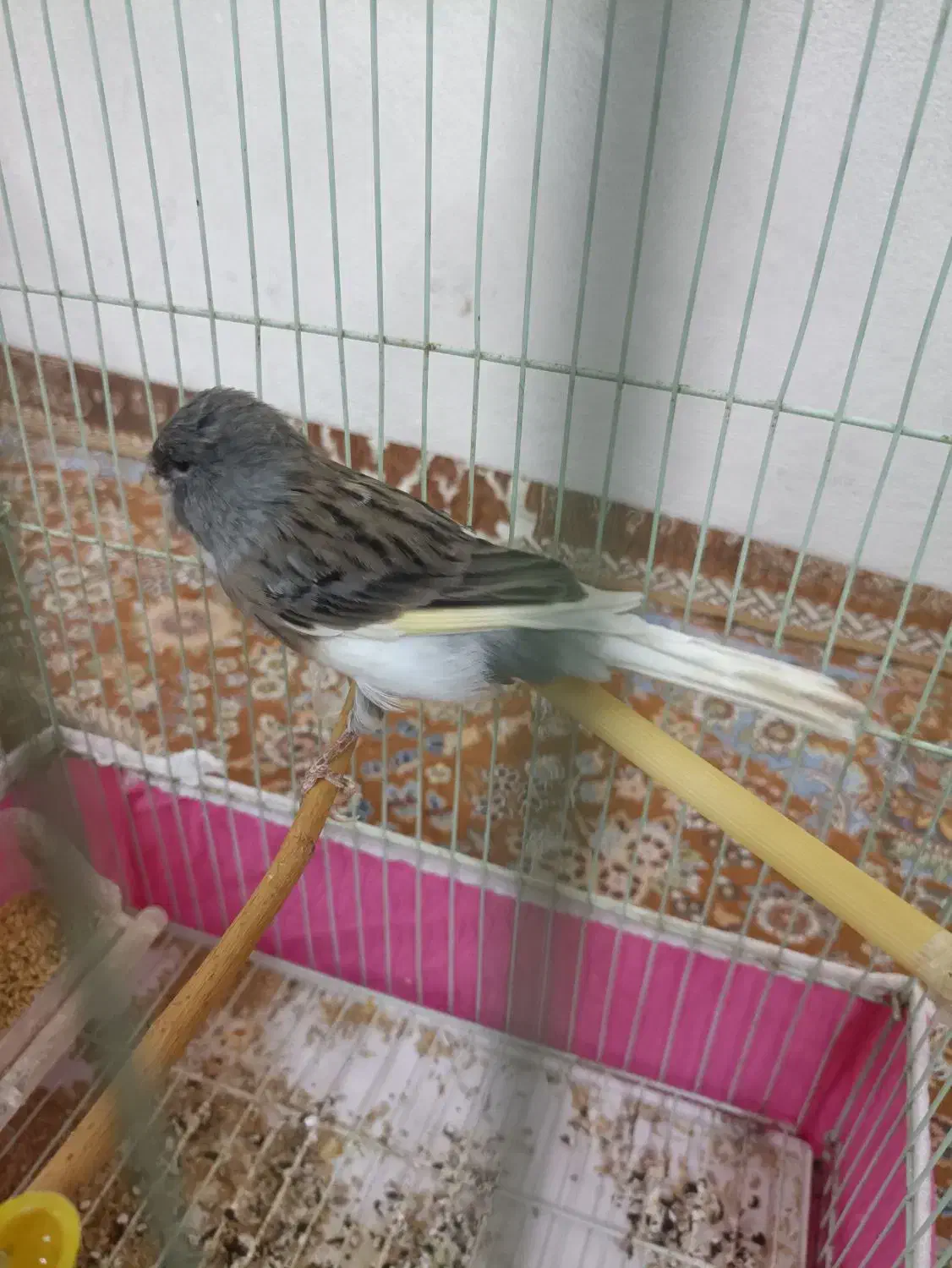 قناری|پرنده|میناب, |دیوار