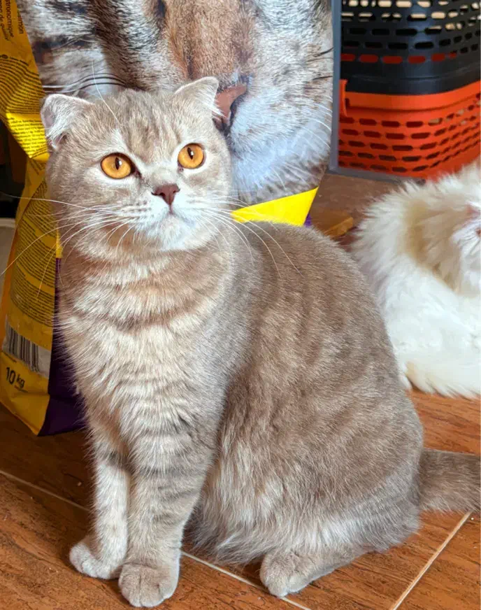 اسکاتیش|گربه|رشت, منظریه|دیوار