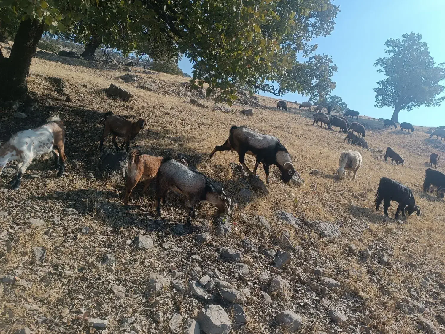 چپش|حیوانات مزرعه|سوق, |دیوار