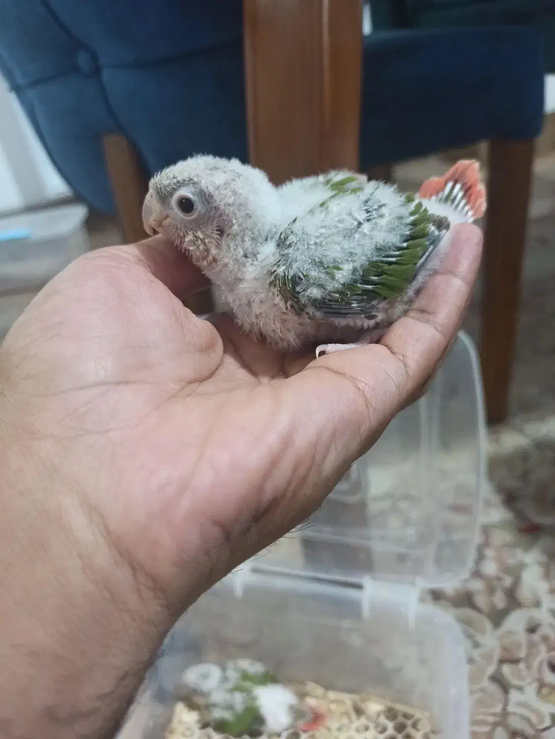 طوطی گرینچیک دبل رد جوجه|پرنده|کرمان, |دیوار