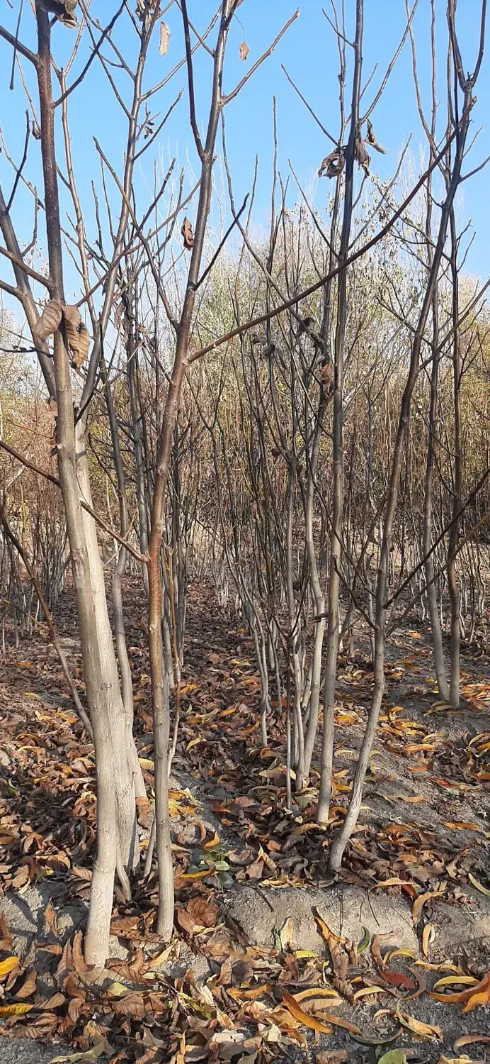 نهالستان گردو|خدمات باغبانی و درختکاری|سنندج, |دیوار