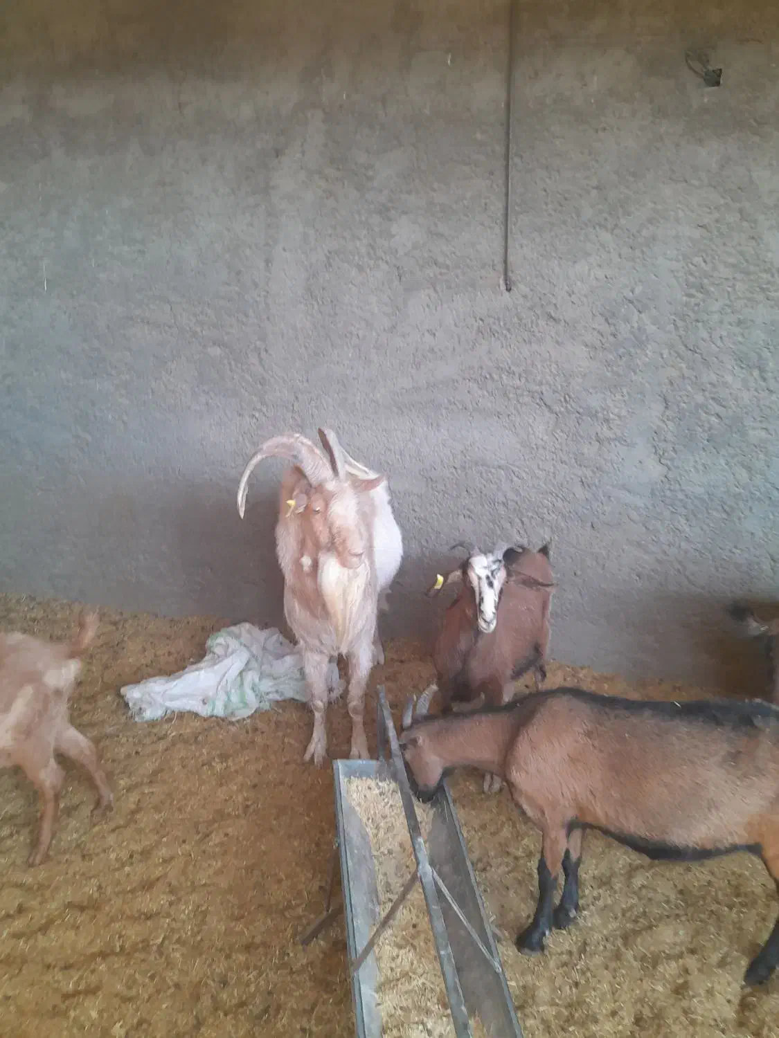 نر بز دورگ|حیوانات مزرعه|کاشان, زیدی|دیوار