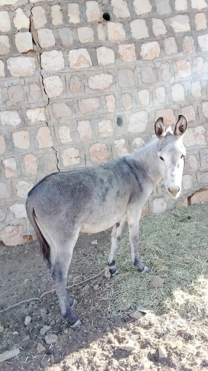 الاغ خر درجه یک|حیوانات مزرعه|بابا حیدر, |دیوار