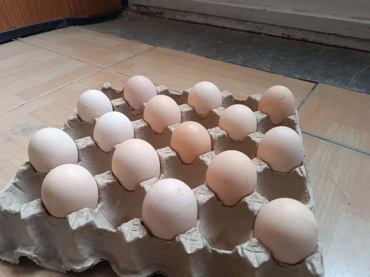 تخم مرغ محلی دوزرده و بلدرچین|خوردنی و آشامیدنی|مشهد, توس (بلوار توس)|دیوار