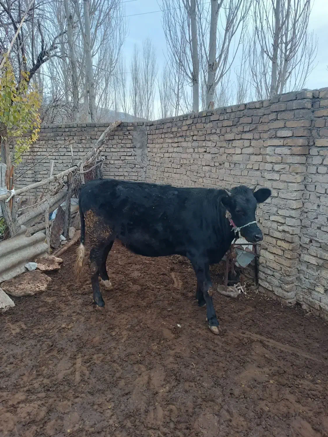 نوبر هلشتان|حیوانات مزرعه|زالیان, |دیوار