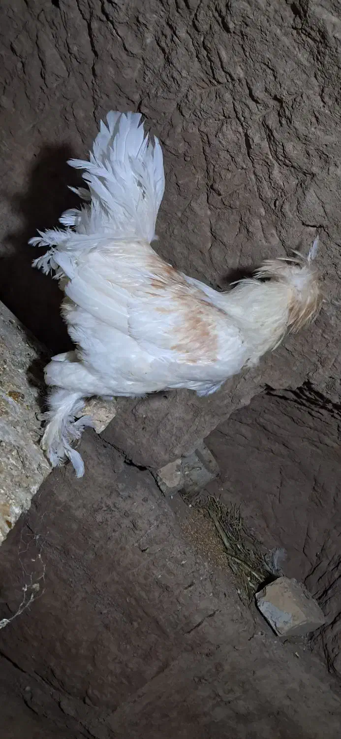 خروس سفید|حیوانات مزرعه|کاشان, میدان کهنه|دیوار