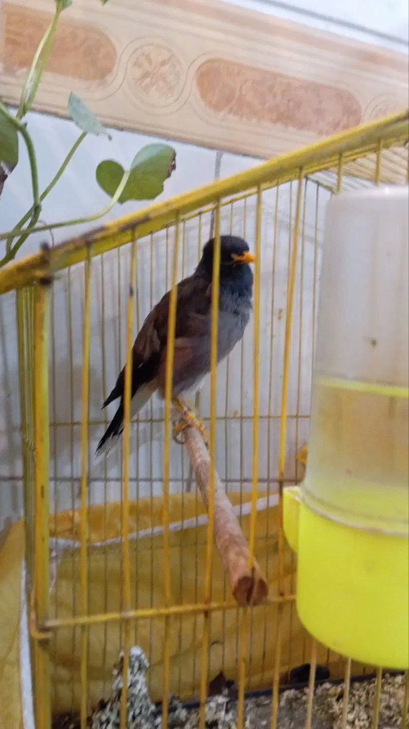 مرغ مینا|پرنده|بم, |دیوار