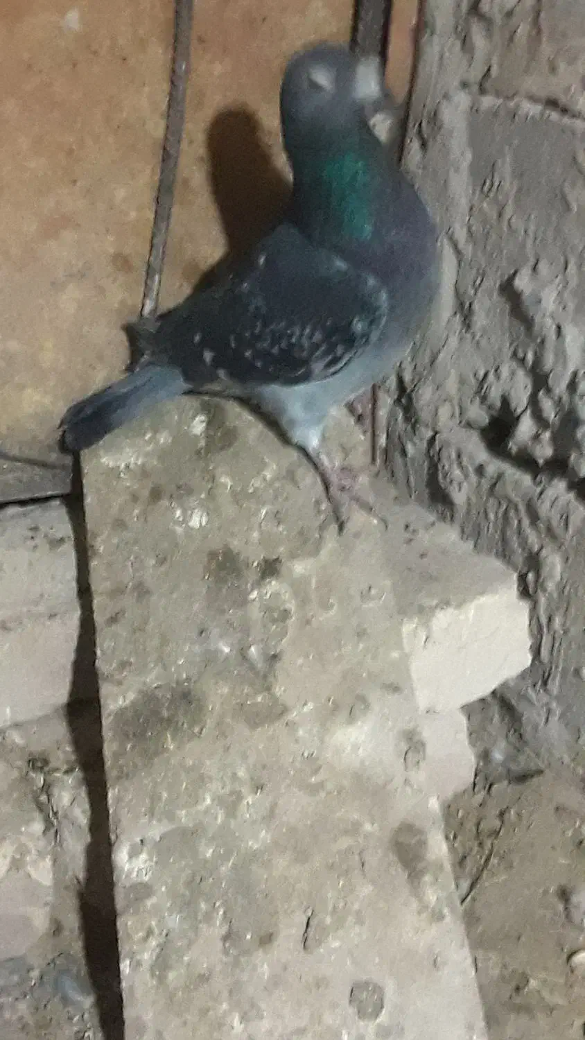 کبوتر|پرنده|هامون, |دیوار