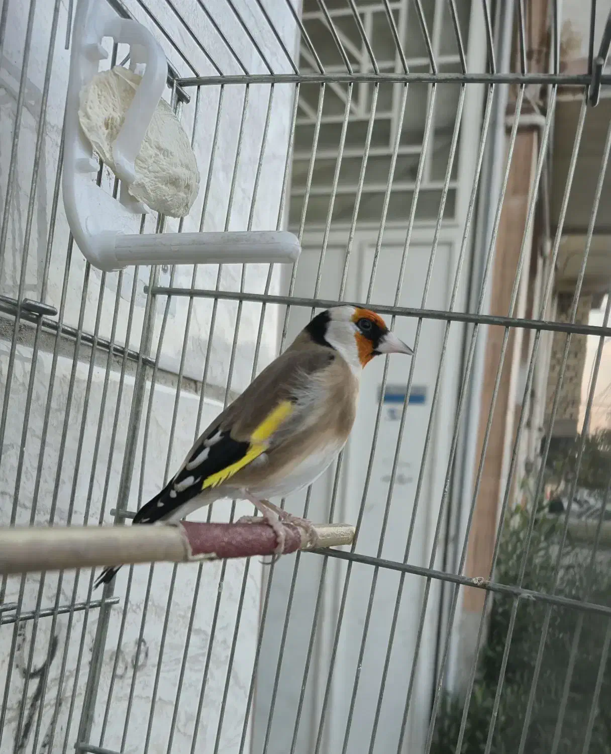 سهره|پرنده|مرودشت, ابوذر شمالی‎|دیوار