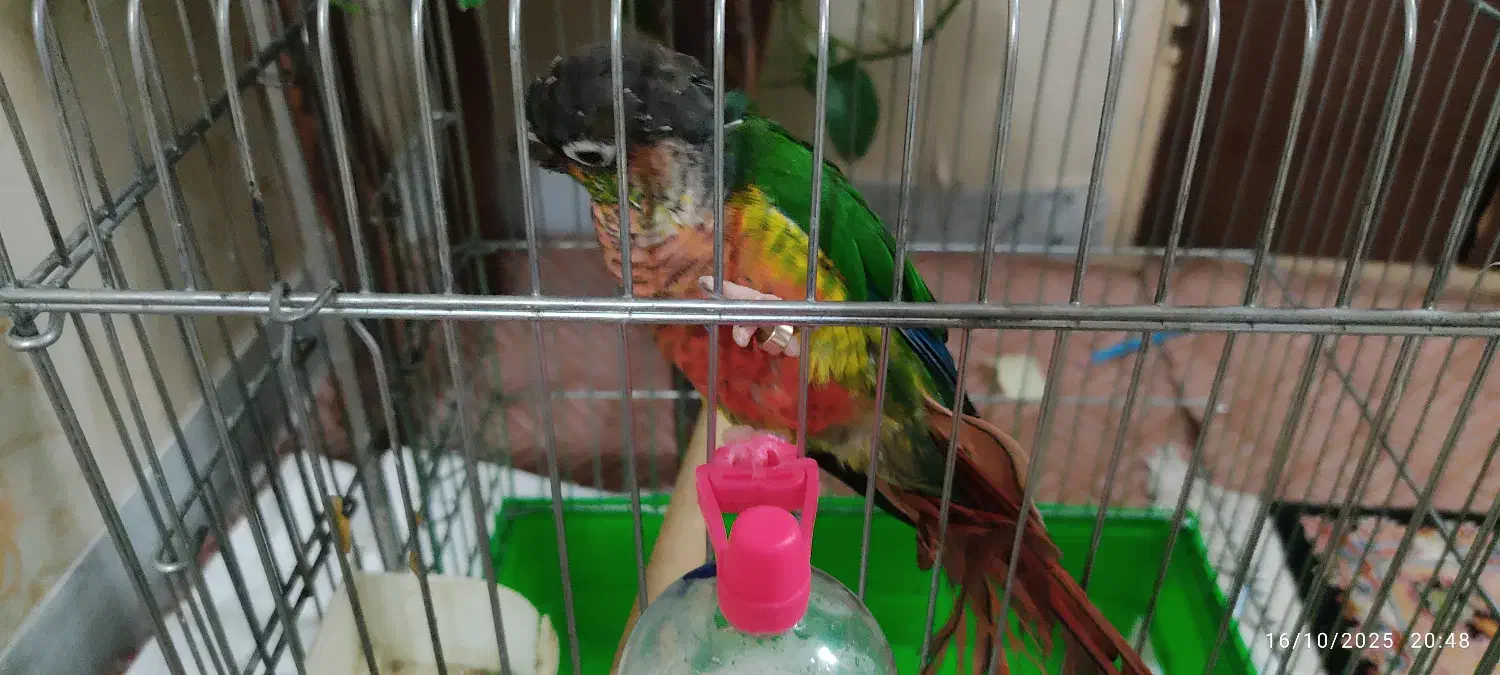 گرینچیک با کلیه لوازم و قفس به قیمت توافقی|پرنده|قم, نخودی|دیوار