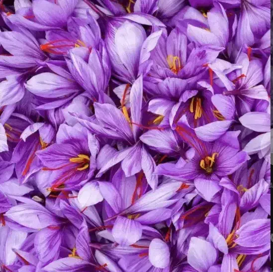 گل زعفران تازه شهریار|خوردنی و آشامیدنی|رباط‌کریم, کیکاور|دیوار