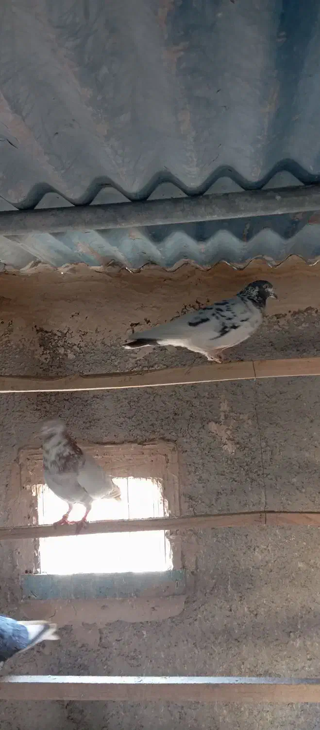 کبوتر|پرنده|قرچک, محمد آباد|دیوار