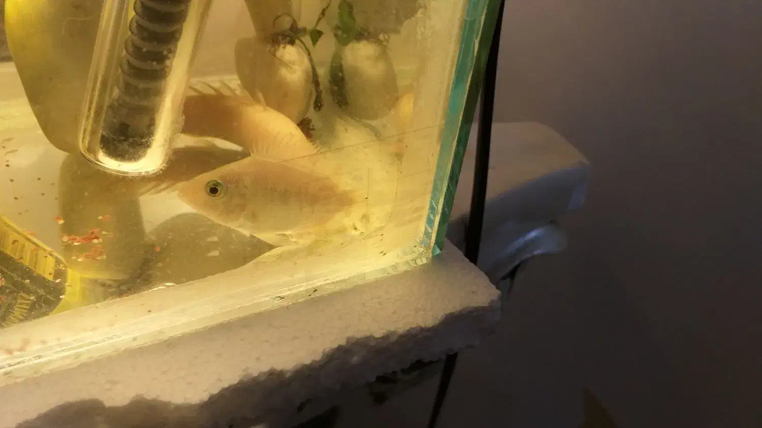 ماهی پولی البینو و فلاور هورن دوبندی فوری فوری|ماهی|اسلام‌شهر, مسکن مهر اسلاشهر (شهرک امام خمینی)|دیوار