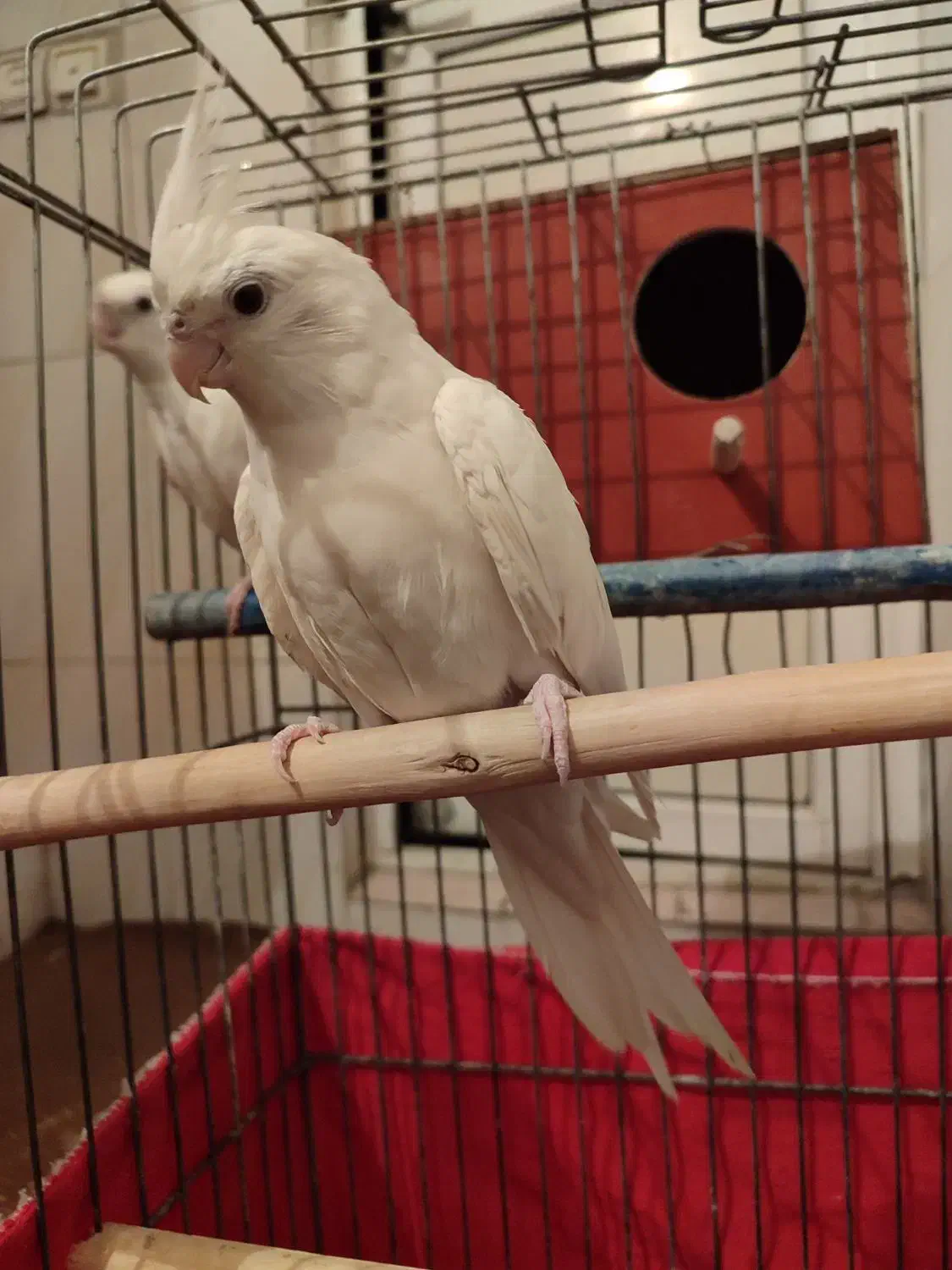 یک جفت عروس هلندی البینو کاملا سفید|پرنده|قدس, شهرک دانش|دیوار