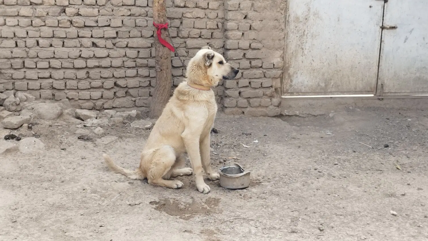 س.گ|سگ|بایک, |دیوار