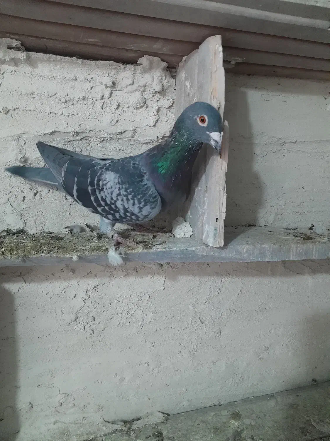 کبوتر دوبر|پرنده|ویلکیج, |دیوار