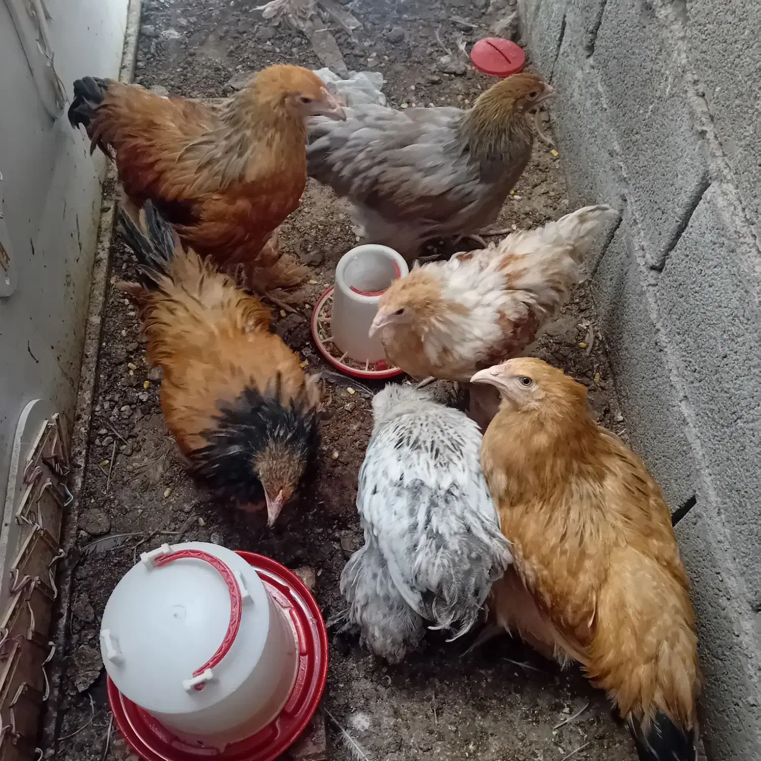 مرغ و خروس برهما|حیوانات مزرعه|جیرفت, |دیوار