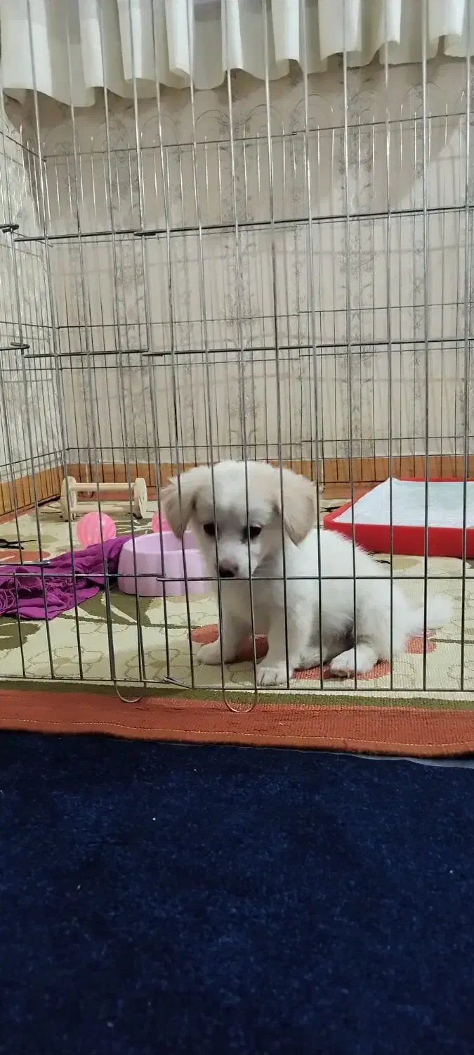 توله سگ پامر پودل|سگ|کرمانشاه, |دیوار