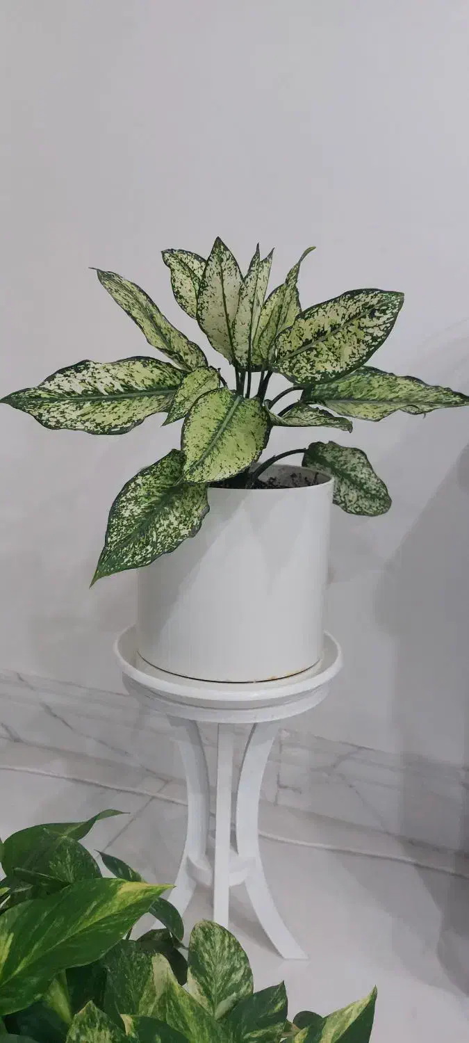 گل آگلونما|گل و گیاه طبیعی|بیرجند, |دیوار