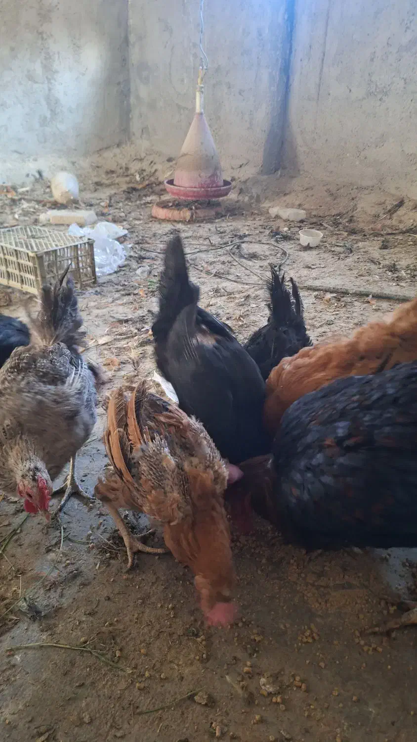 مرغ خروس|حیوانات مزرعه|شیراز, شهرک صنعتی شیراز|دیوار