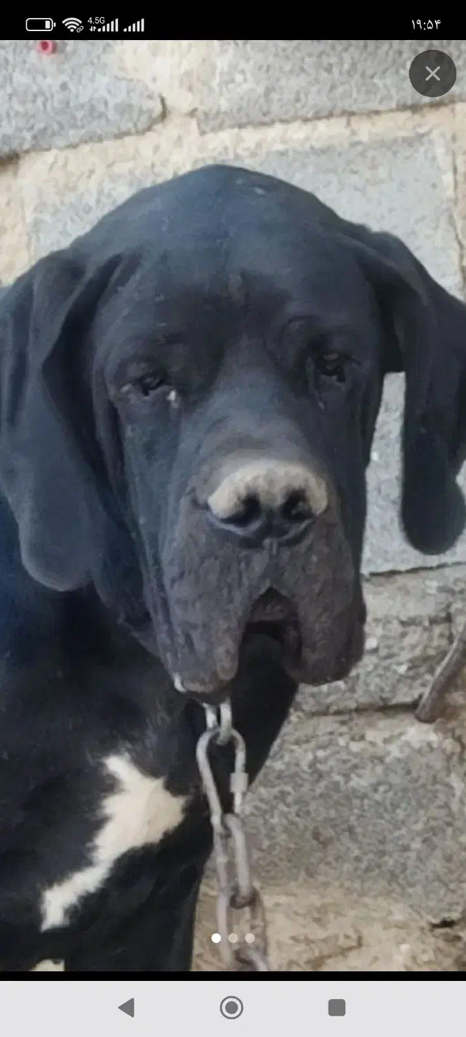 واگذاری سگ نگهبان وشکاری|سگ|بوکان, |دیوار