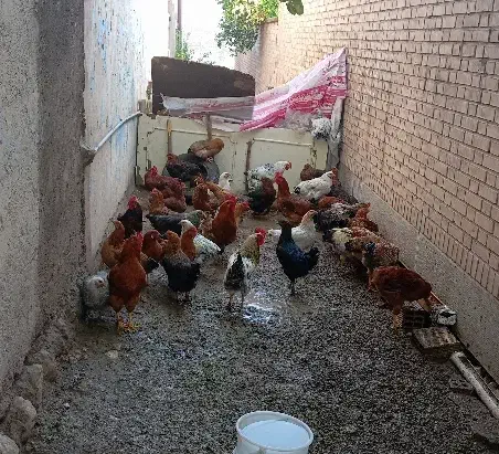 مرغ و خروس محلی|حیوانات مزرعه|دره شهر, |دیوار