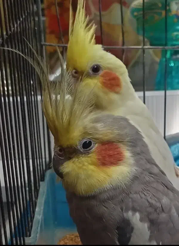 یک جفت عروس کار داده|پرنده|سبزوار, باهنر|دیوار