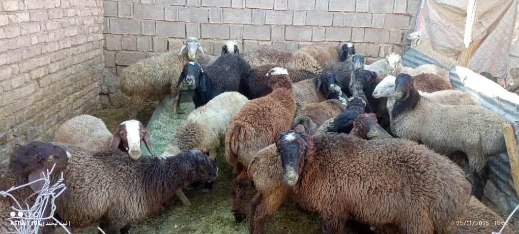 20جفت بره خوب|حیوانات مزرعه|سپیدان, |دیوار