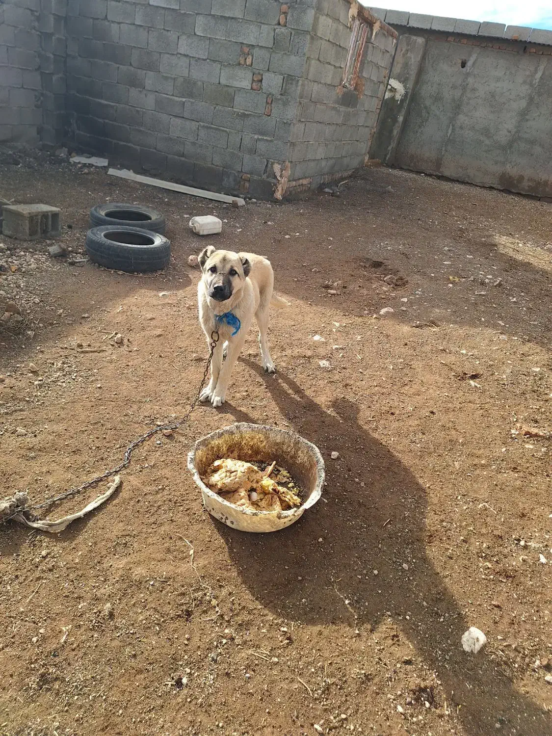 توله سگ|سگ|زیرکوه, |دیوار