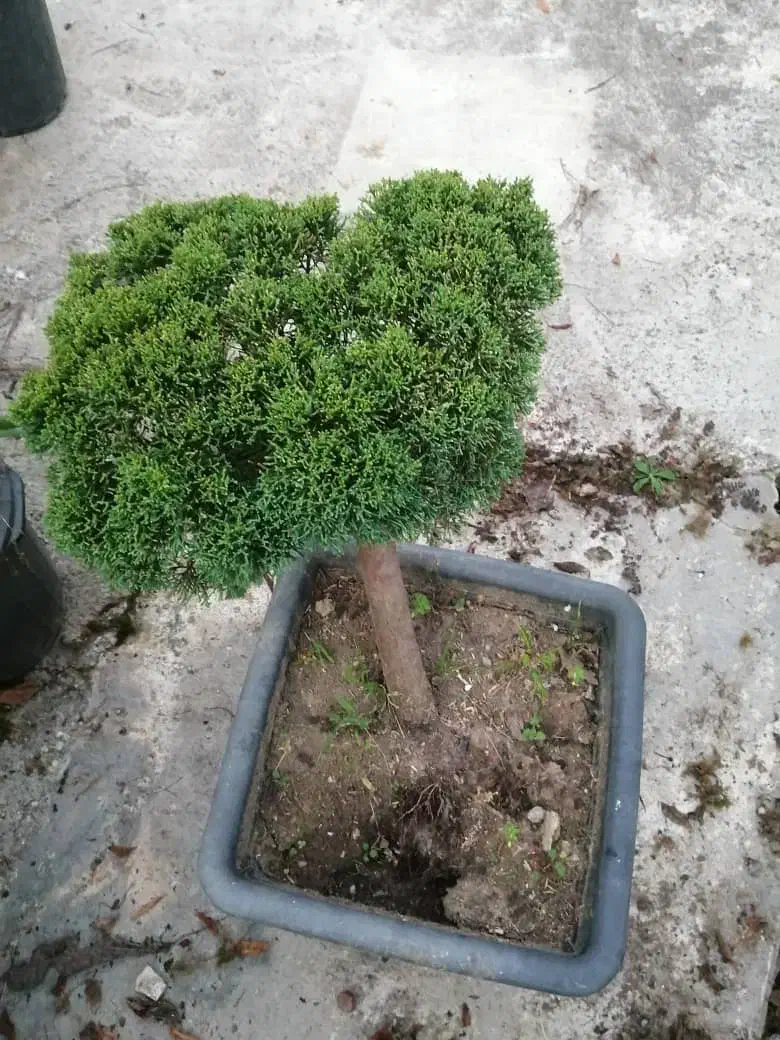 فروش گل پیوند|گل و گیاه طبیعی|کتالم و سادات شهر, |دیوار