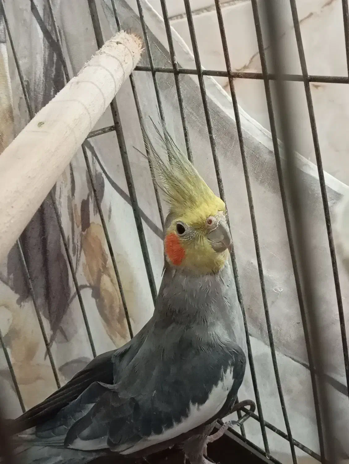 دو عدد عروس هلندی نر|پرنده|الوند, |دیوار