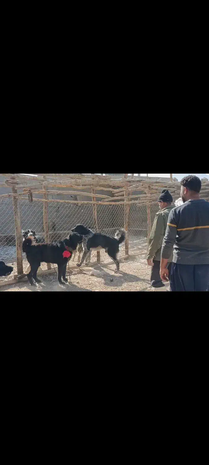 واگذاری سگ نگهبان گله ای همه چی تموم|سگ|پیر بکران, |دیوار