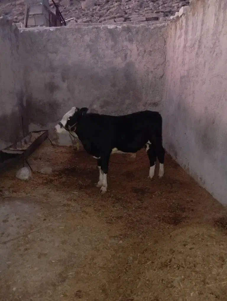 گوساله نر|حیوانات مزرعه|ملکشاهی, |دیوار