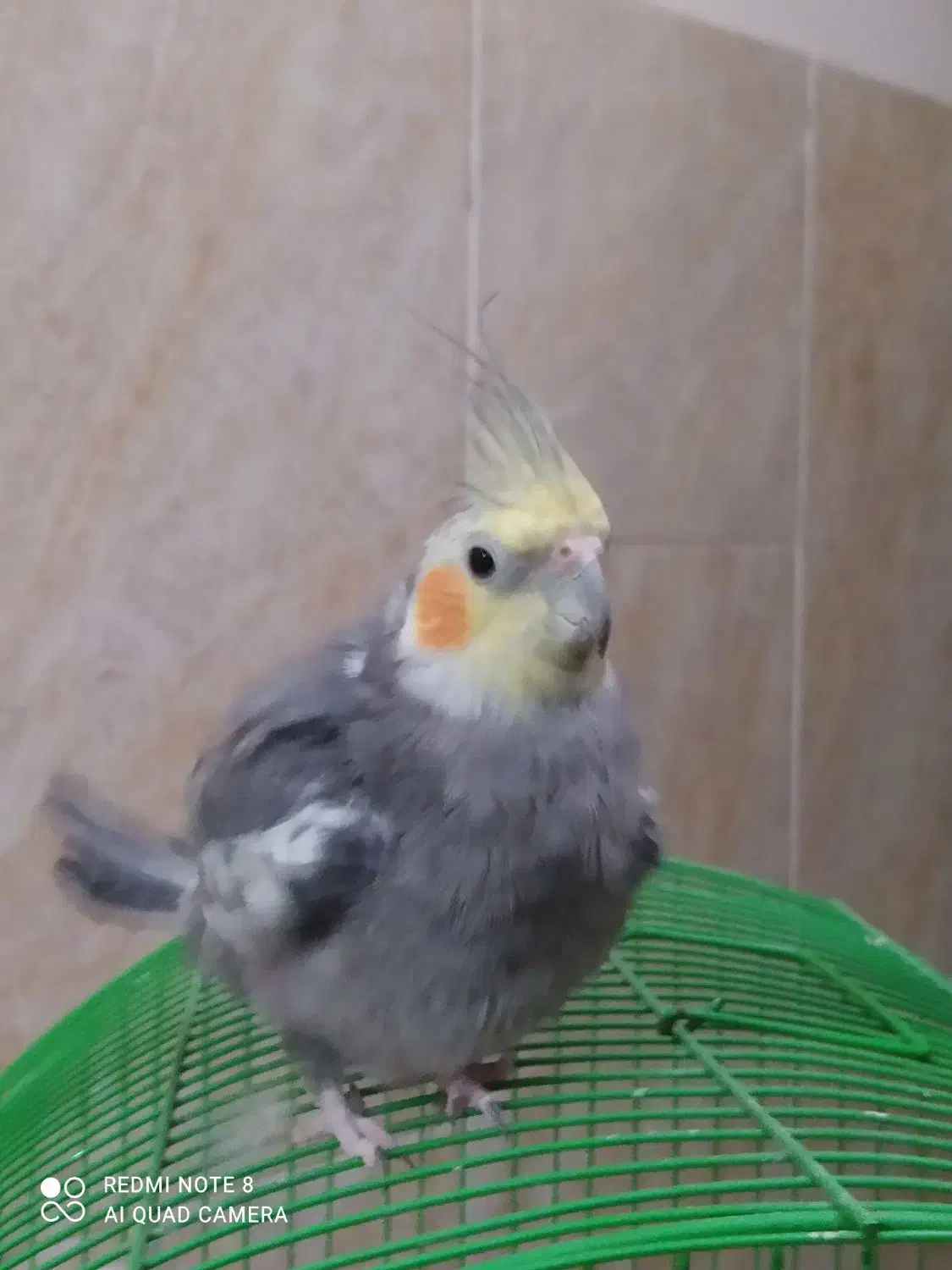 پرنده|پرنده|پاسارگاد, |دیوار