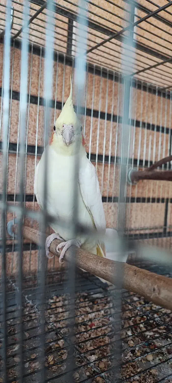 یه جفت عروس هلندی با جوجه|پرنده|پیر بکران, |دیوار