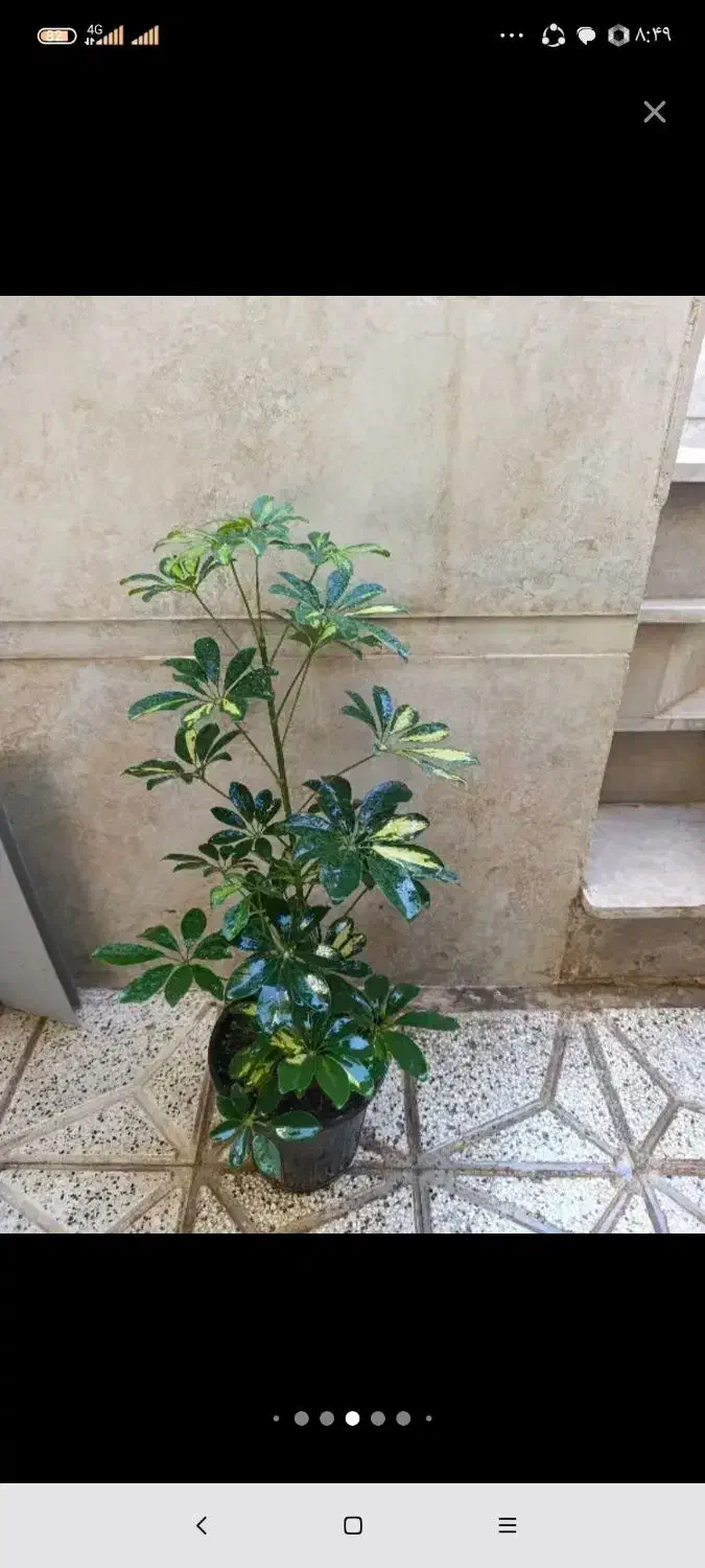 دونه 150اریکا 150|گل و گیاه طبیعی|نیشابور, شهید بهشتی|دیوار