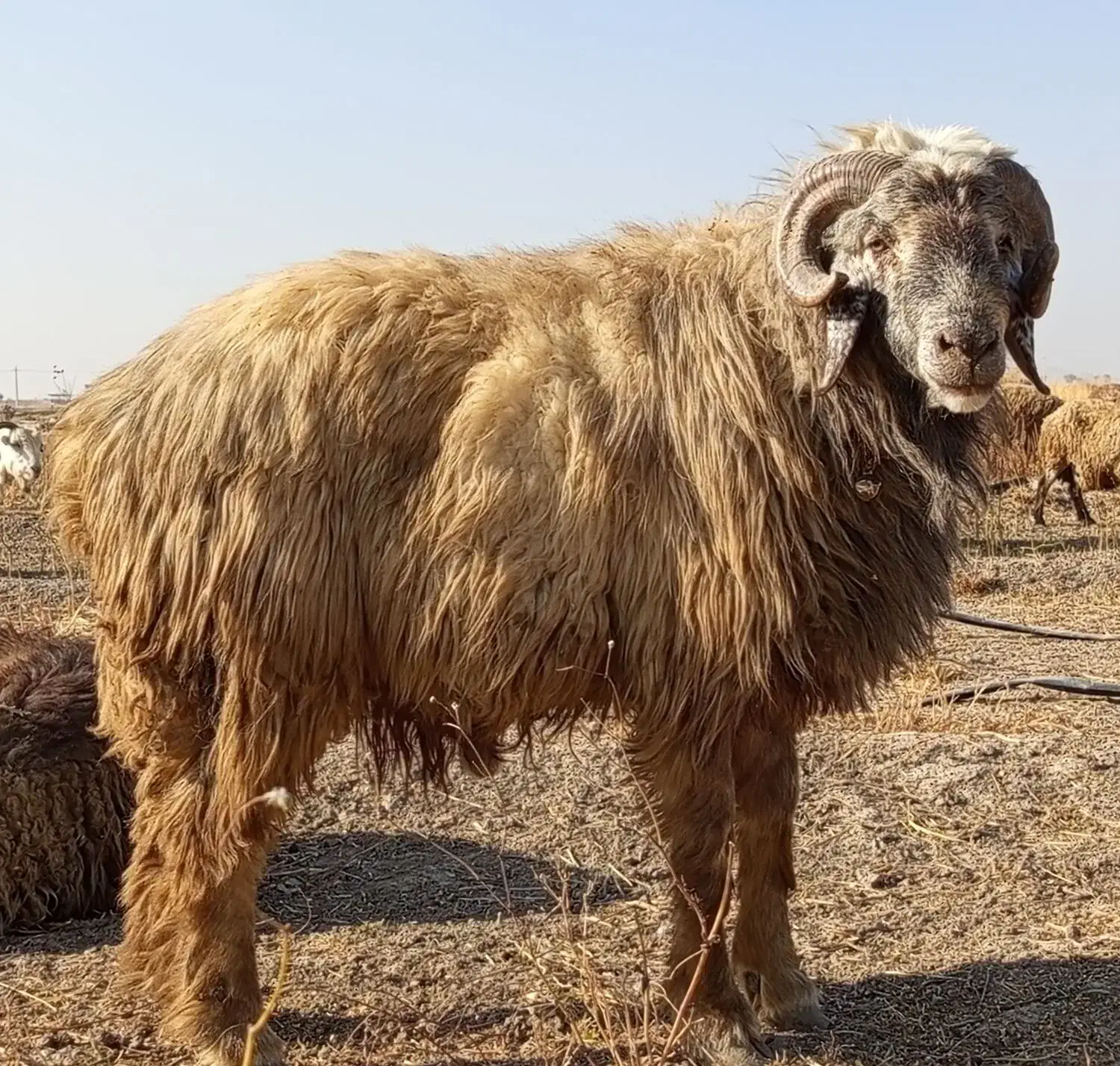 شیشک قوچ.شیشک میش|حیوانات مزرعه|مرودشت, رودبال|دیوار