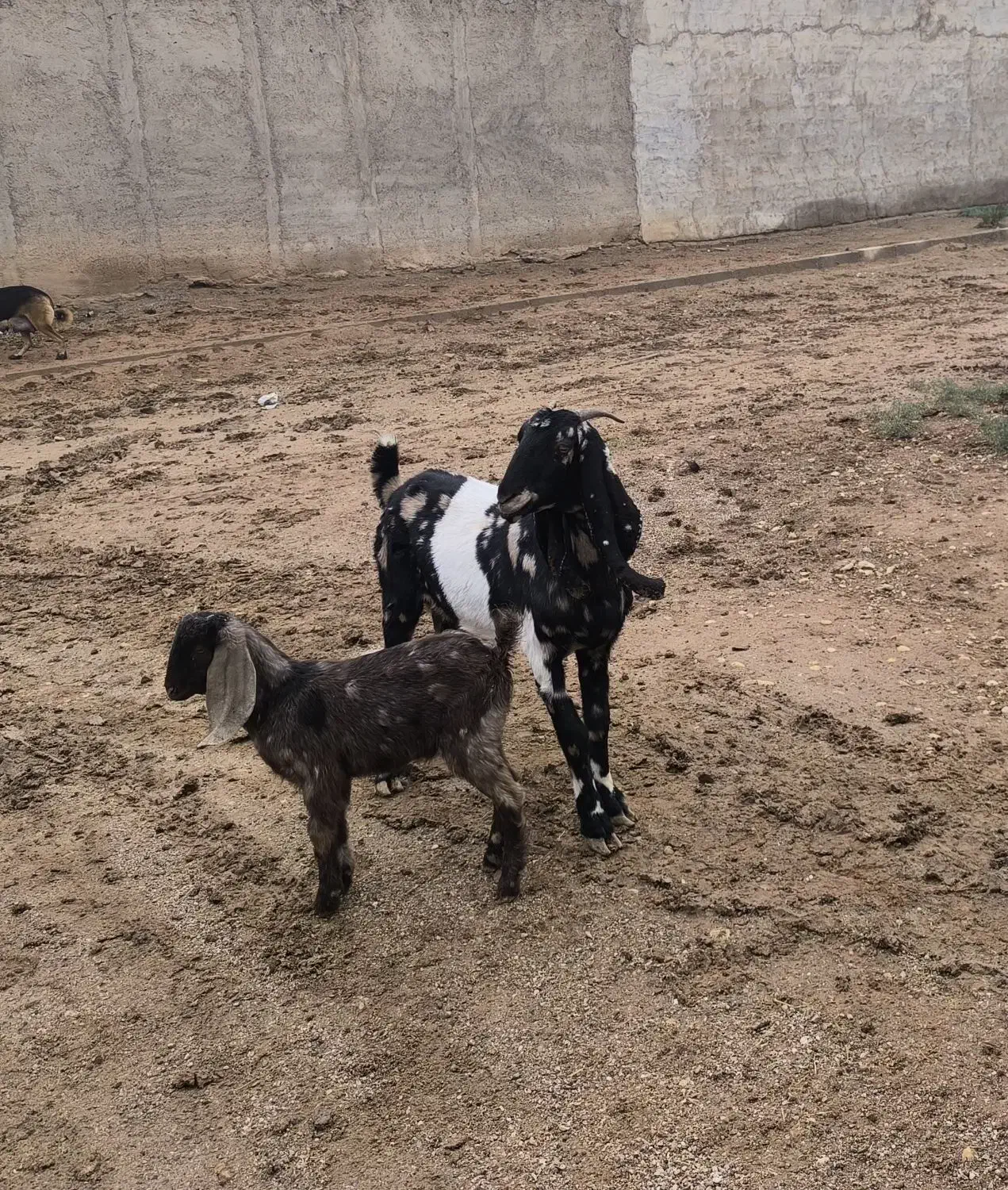 بز ماده همراه کهره|حیوانات مزرعه|سوسنگرد, |دیوار