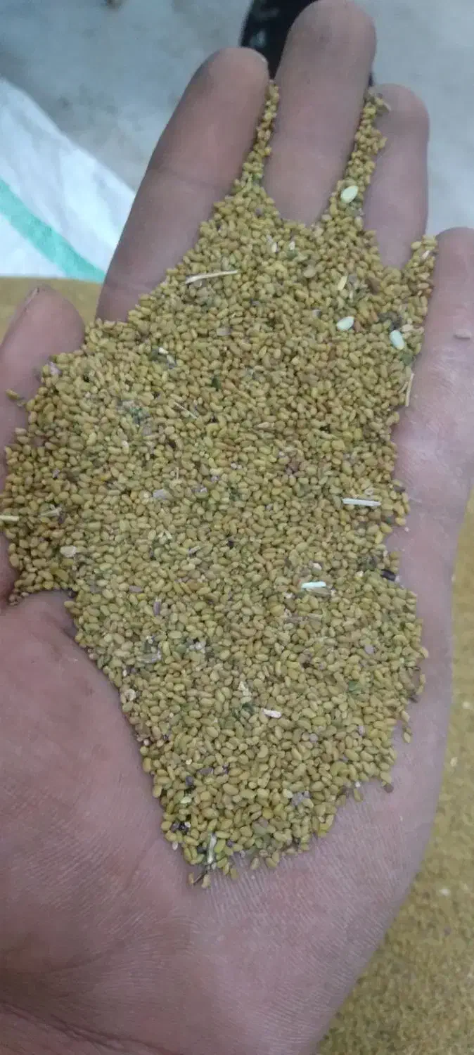 بذر یونجه|گل و گیاه طبیعی|شیروان (خراسان), |دیوار